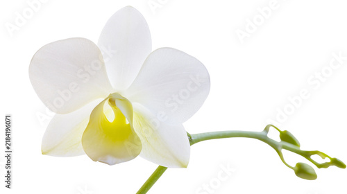 Konstfotografi Isolated beautiful white orchid flower with green stem and fresh buds, delicate