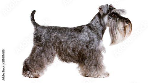 Canvastavla Isolated Miniature Schnauzer dog with a groomed salt and pepper coat in a classic show stance