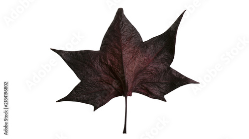 Isolated dark dried sweetgum leaf, close-up view of a unique autumn plant specimen