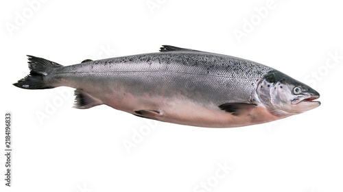 Fotografie Isolated fresh raw whole Atlantic salmon fish with silvery scales, healthy seafo