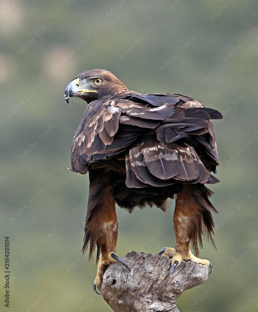 Fototapeta premium a powerful golden eagle in freedom in the mountain