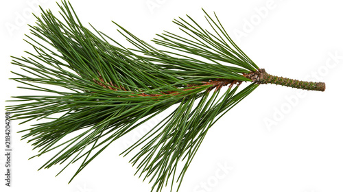 Isolated pine tree branch with lush green needles on a twig, fresh evergreen foliage