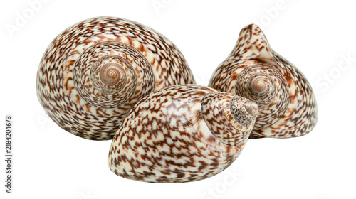 Cuadro en lienzo Isolated group of three beautiful tropical seashells with intricate brown spotte
