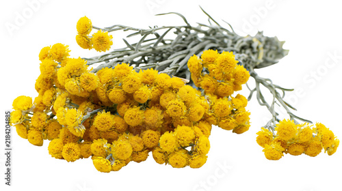 Obraz na plátne Isolated beautiful bunch of vibrant yellow dried everlasting flowers with grey s