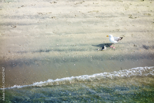Foto Solitary Western gull standing on the wet sand of a shoreline beach as ocean wav