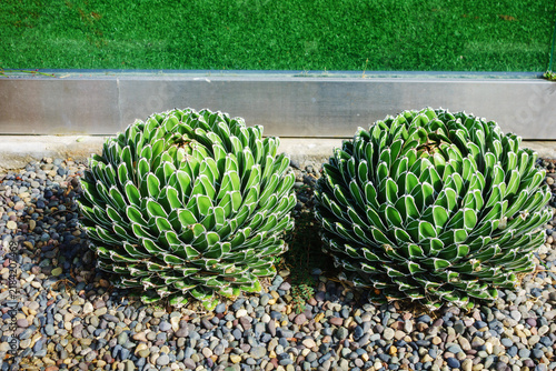Two round Queen Victoria agave plants growing side by side in a decorative rocky ground garden bed outdoors during daytime, San Diego, CA