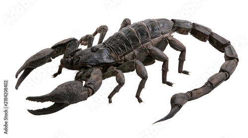 Obraz na plátne Isolated black scorpion, a venomous desert arachnid with a curved tail and large