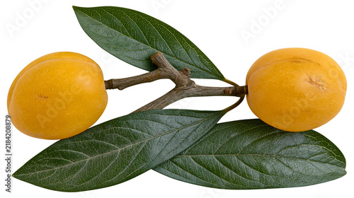 Quadro su tela Isolated two fresh ripe loquats with green leaves on a small branch for a health