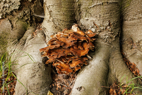 Fotografía Brown bracket fungi growing on tree roots