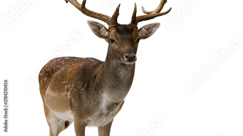 Konstfotografi Isolated male fallow deer standing with impressive antlers, majestic wildlife animal