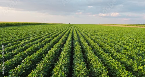 Agricultural soybean field with green plants cultivation