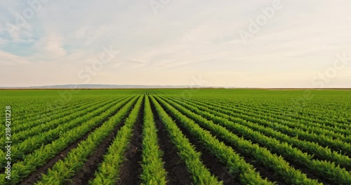 Perspective view moving over a vast agricultural field with neat rows of young carrots. Rural landscape showing organic farming and cultivation