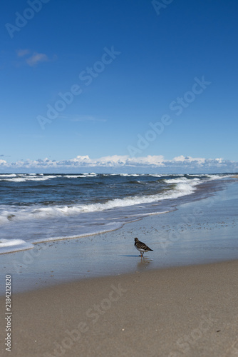 Bild auf Leinwand Small plover walking along a wet sandy beach beside rolling sea waves under a clear blue sky, with generous copy space in a peaceful coastal landscape
