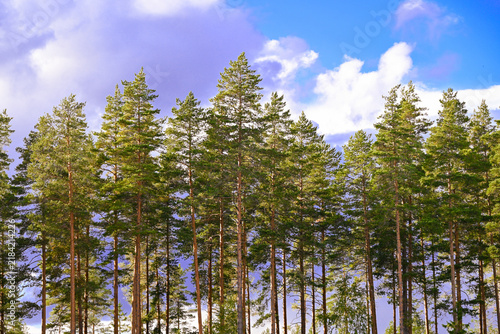 Finnish Scandinavian pine tree forest