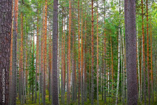 Finnish Scandinavian pine tree forest