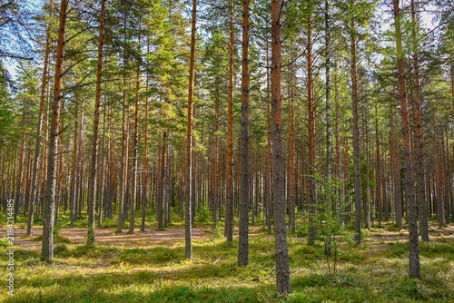 Finnish Scandinavian pine tree forest