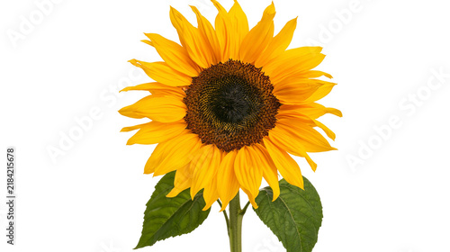 Картината върху платно Isolated vibrant yellow sunflower in full bloom with green leaves, a beautiful summer flower