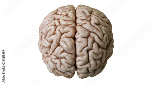 Fotografie Isolated human brain model from top view showcasing cerebral hemispheres and anatomical details