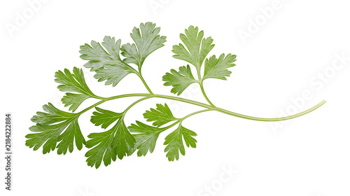 Canvas Print Isolated fresh green parsley sprig with vibrant leaves and delicate stems for cu