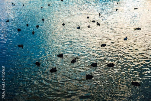Ducks Swimming In Calm Waters At Sunset