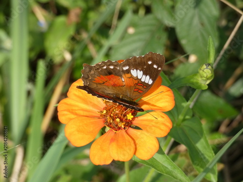 Bild auf Leinwand Red Admiral Butterfly Resting on Bright Orange Flower