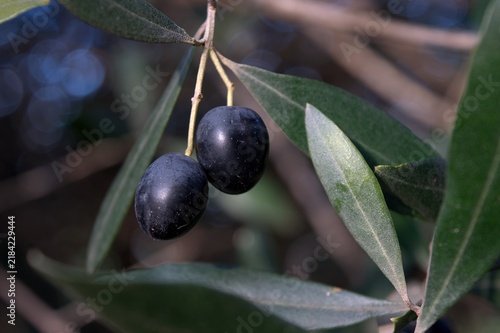 Ripe black olives growing on olive tree branch