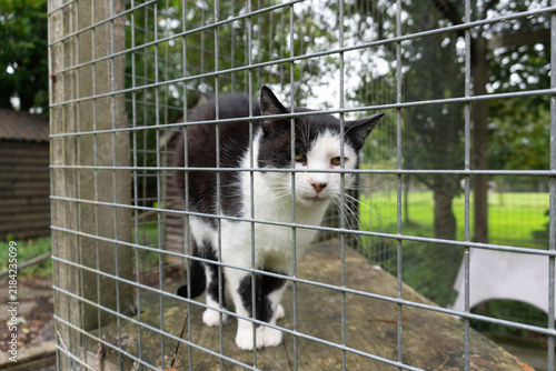 Black and white tuxedo cat looking through a wire mesh enclosure at an animal rescue center or cattery. The cat is perched on a wooden platform with a green garden background.