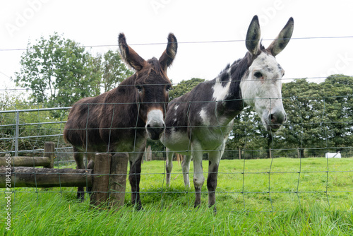 Two donkeys standing side-by-side behind a wire farm fence in a green pasture. One is solid dark brown, and the other has a unique black and white spotted piebald coat pattern.
