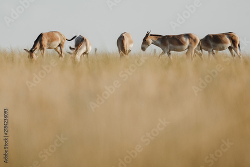 Fotografía Herd of Turkmen kulans in dry grassy steppe landscape in Altyn Dala Nature Reser