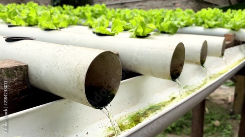 Green Hydroponic Lettuce Growing In White Polyvinyl Chloride Pipes With Flowing Water System