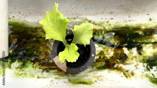 Young Hydroponic Lettuce Plant Growing In A Black Net Pot With Nutrient Solution Stream