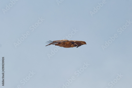 Bild auf Leinwand Majestic Griffon Vulture (Gyps fulvus) soaring with widespread wings against a bright blue sky in the Queyras Regional Nature Park, France