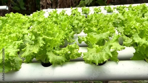 Fresh Green Lettuce Growing In Hydroponic White Plastic Pipes With Water Droplets In Greenhouse