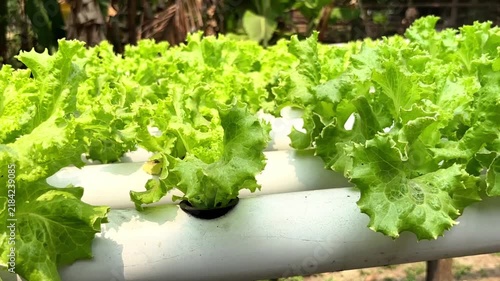 Fresh Green Lettuce Growing In White Hydroponic Pipes