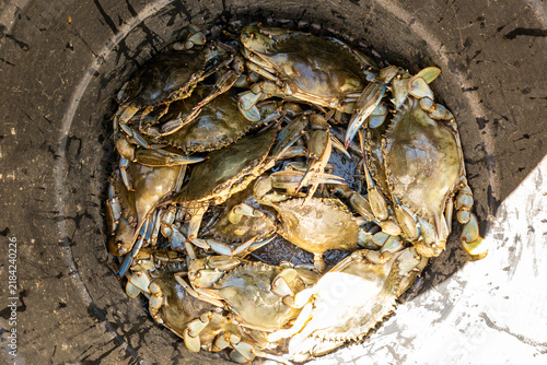 Fotografie Solomon, Maryland USA A bushel of freshly caught Maryland crabs.