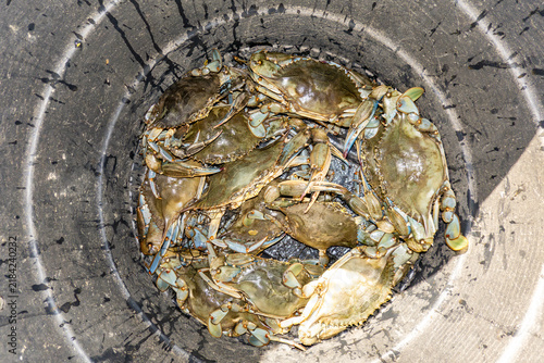 Bild auf Leinwand Solomon, Maryland USA A bushel of freshly caught Maryland crabs.