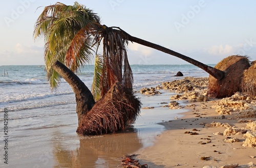 Ipioca beach, ner to Maceio in Brasi , coconut trees fallen on the beach, calm sea water no waves 