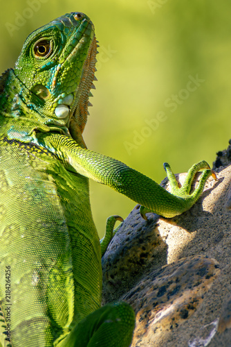 Fotografie green iguana on a stone