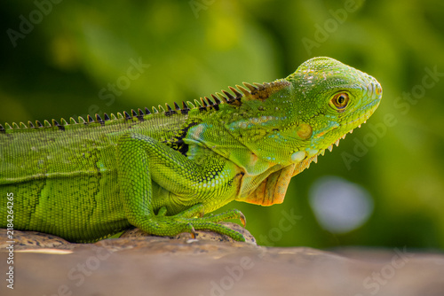 Фотография Green iguana looking for something