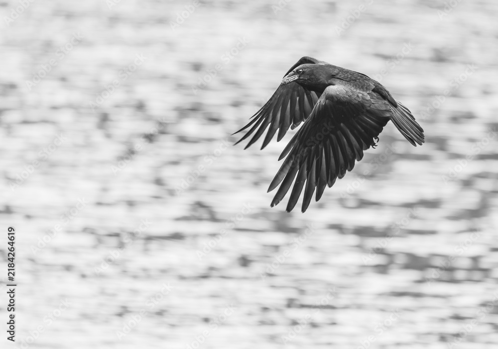 Obraz premium Crow flying over a rural pond in Dallas Georgia.