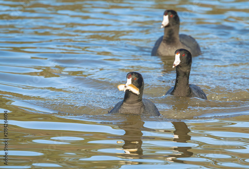 Foto Moorhen or coots swimming after breadcrumbs at Garden lake in Rome Georgia