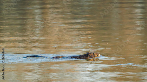 Photography Beaver swimming a pond at Garden Lake in Rome Georgia.