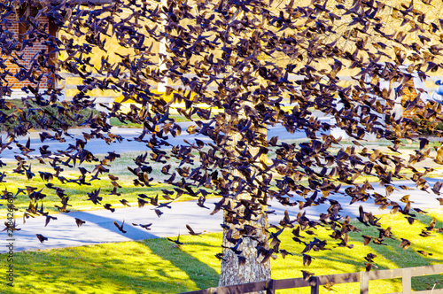 Photography Flock of black birds flying around a tree in Rome Georgia.