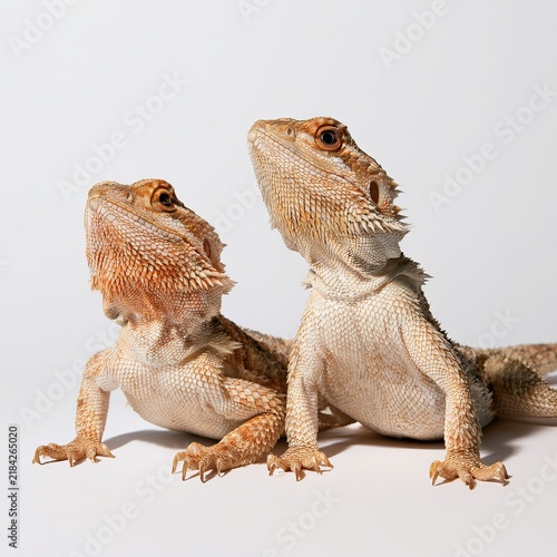 Bearded dragons sit on white backgrounds as exotic pets.