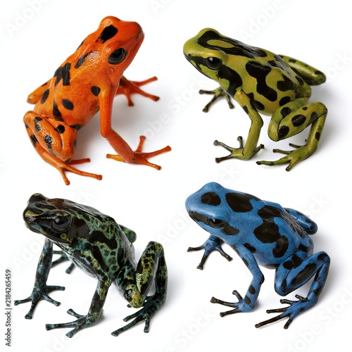 Poison dart frogs display bright colors against white backgrounds.