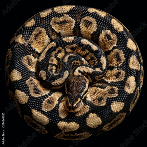 Ball python rests in a circular shape.