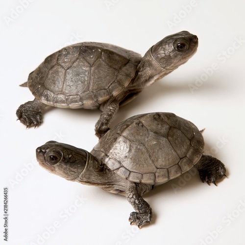 Chinese pond turtles sit against white backgrounds.