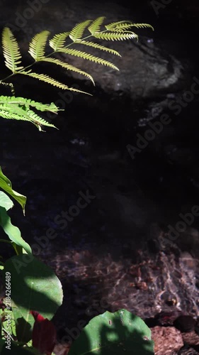 Vertical Shot of Sunlit Green Leaves Swaying with Dark River Stream Background