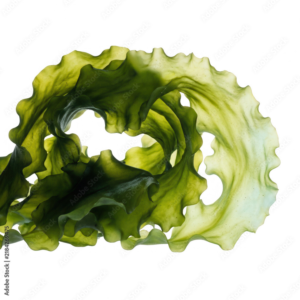 Obraz premium Ein einzelnes, frisches Blatt von grünem Wakame-Seetang, kunstvoll gedreht und isoliert auf einem rein weißen Hintergrund für kulinarische oder gesundheitsbezogene Konzepte.