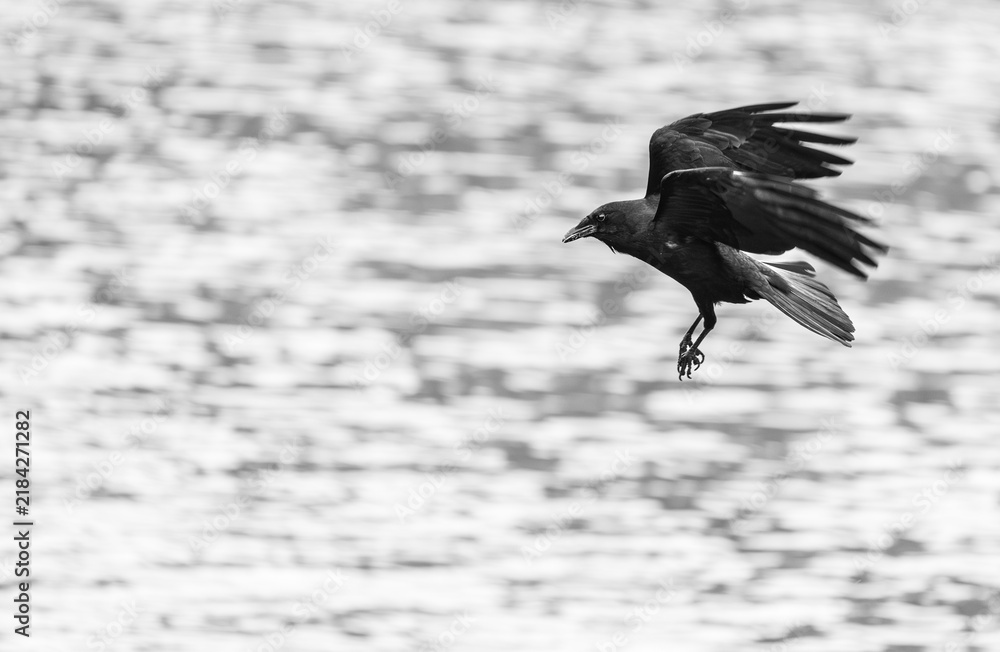 Obraz premium Black Crow swimming over a rural pond in Dallas Georgia.